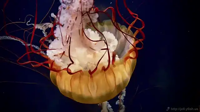 Snapshot of streamy_test12 chatting on September 23, 5:21 am streamy test12 online show from September 23, 5:21 am