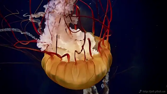 Snapshot of streamy_test12 chatting on October 21, 7:42 am streamy test12 online show from October 21, 7:42 am