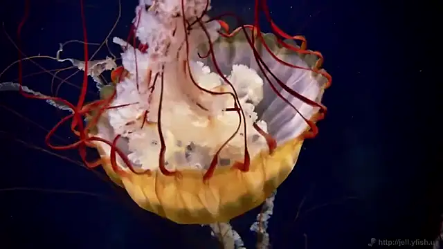 streamy test12 online show from November 12, 1:44 pm