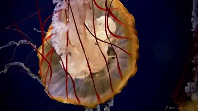 streamy test12 online show from November 18, 3:27 pm