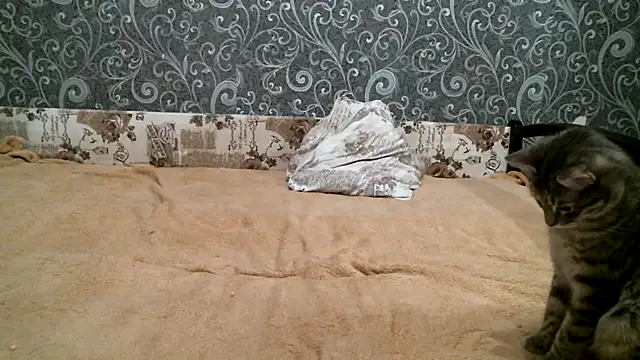 Snapshot of DennisXCaroll chatting on February 23, 8:33 pm DennisXCaroll online show from February 23, 8:33 pm