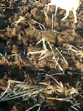 Snapshot of murokkk31 chatting on January 9, 1:24 pm murokkk31 online show from January 9, 1:24 pm