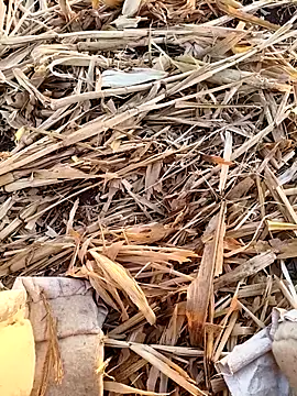 Snapshot of murokkk31 chatting on September 16, 3:18 am murokkk31 online show from September 16, 3:18 am