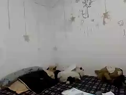 Nissha johosonn online show from December 13, 1:04 am