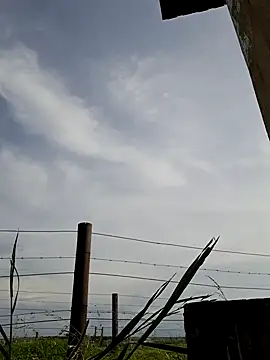 bull Giant online show from December 22, 2:49 pm