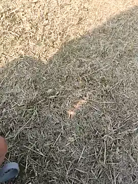 Snapshot of Gururonny07 chatting on January 16, 7:38 am Gururonny07 online show from January 16, 7:38 am