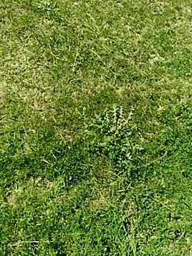 Snapshot of Gururonny07 chatting on March 5, 7:49 am Gururonny07 online show from March 5, 7:49 am