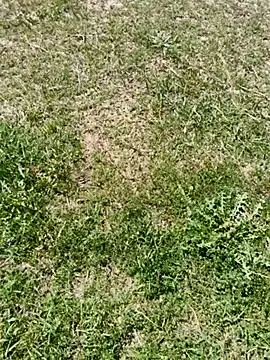 Snapshot of Gururonny07 chatting on March 6, 7:57 am Gururonny07 online show from March 6, 7:57 am