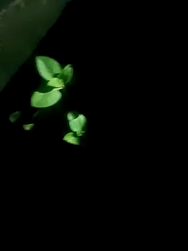 Snapshot of AloneDick chatting on October 17, 1:03 pm AloneDick online show from October 17, 1:03 pm