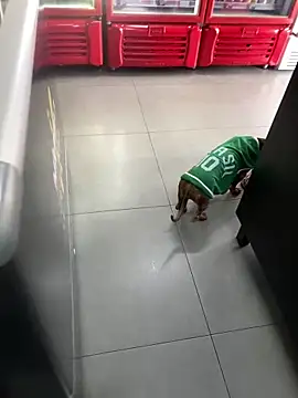 Snapshot of Hjsjsjsjjd chatting on October 14, 12:17 pm Hjsjsjsjjd online show from October 14, 12:17 pm