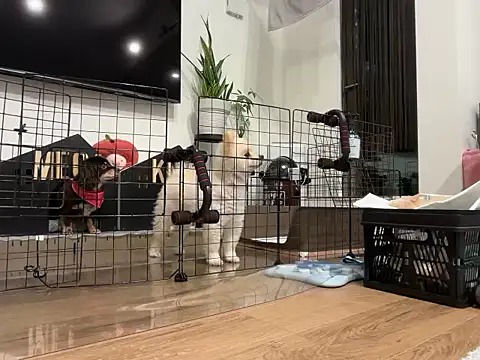 kensnb online show from November 28, 8:17 am