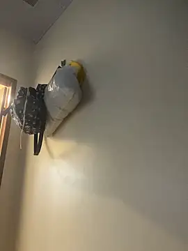 Carolinen online show from April 1, 8:28 pm