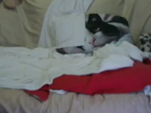 VeneRed online show from October 17, 3:58 pm