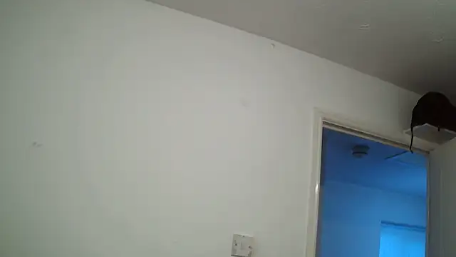 rampartzz online show from March 6, 5:54 pm