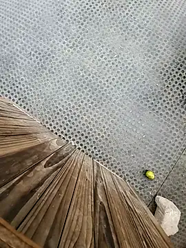 Snapshot of tesaodaweb chatting on December 15, 3:16 pm tesaodaweb online show from December 15, 3:16 pm