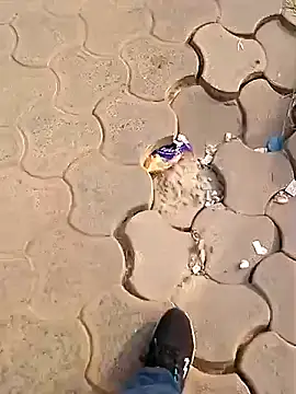 Snapshot of Raj41 chatting on December 2, 2:50 am Raj41 online show from December 2, 2:50 am