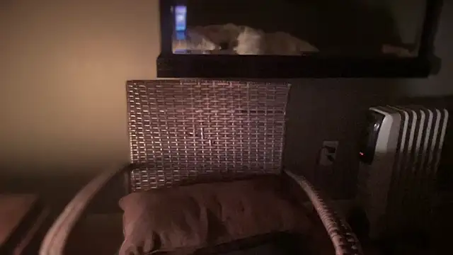 DominantDong online show from February 28, 11:25 am