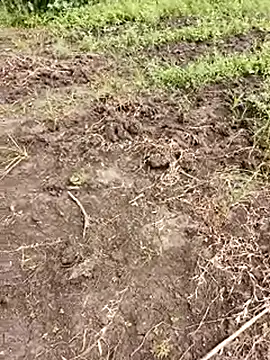 himvilohi08 online show from October 1, 5:35 am