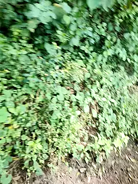 himvilohi08 online show from October 2, 5:14 am