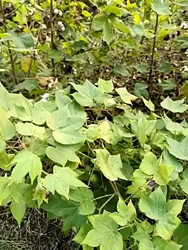 himvilohi08 online show from October 23, 11:42 am