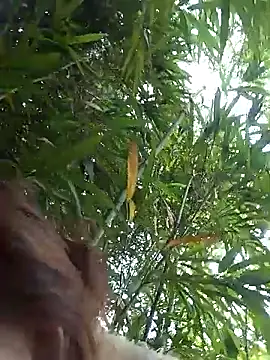 Bianly online show from March 14, 1:55 am