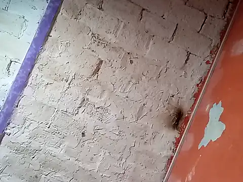 Hay-Viene-El-Huyy online show from September 16, 11:55 am