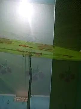 Snapshot of Apkisona8 chatting on November 21, 5:28 am Apkisona8 online show from November 21, 5:28 am