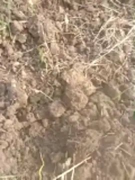 Susila ji online show from November 20, 9:20 am