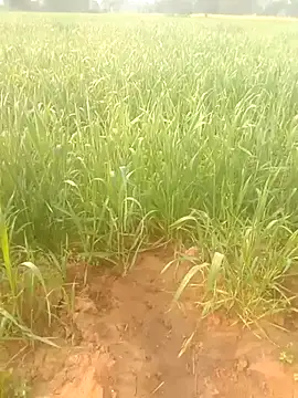 Susila ji online show from January 18, 3:54 am