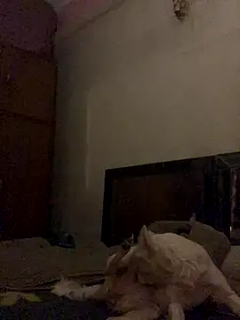 Kajal-Shemale69 online show from December 16, 11:26 am