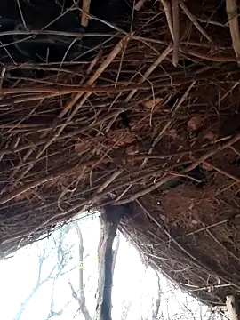 Snapshot of Janvi_Jaitly chatting on December 5, 1:25 am Janvi Jaitly online show from December 5, 1:25 am