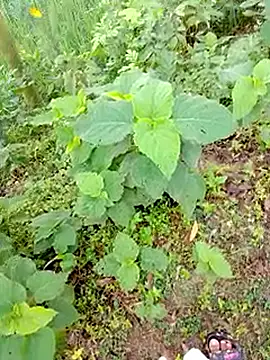 bigdaddyboy46 online show from September 9, 1:27 am