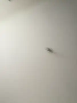 Dania Oconor online show from January 6, 10:23 pm