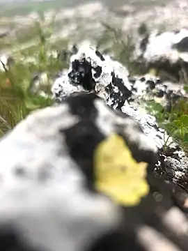 Sert erkek21 ysm online show from April 9, 1:27 pm