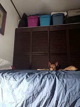 Snapshot of elargon_dawn chatting on November 20, 3:50 am elargon dawn online show from November 20, 3:50 am