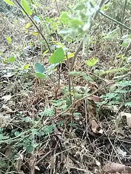 Hot Love77 online show from December 2, 3:45 am