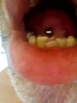 CDY74 online show from November 28, 2:42 pm