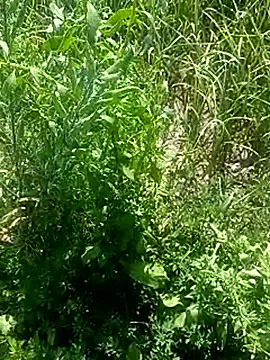 Sunenabhabh online show from March 4, 8:09 am