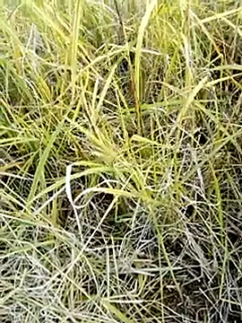 beba1100 online show from November 25, 8:36 am