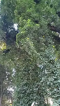 Horny hippie online show from October 24, 9:33 pm