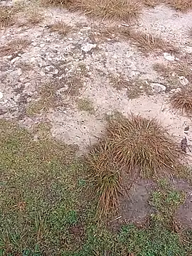 sexygosht online show from December 1, 2:33 pm