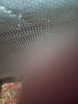 Ariee 199 online show from December 4, 10:29 pm