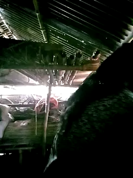 Snapshot of porimoi_505 chatting on December 15, 7:34 am porimoi 505 online show from December 15, 7:34 am