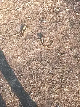 diwanamastan999 online show from January 16, 10:41 am