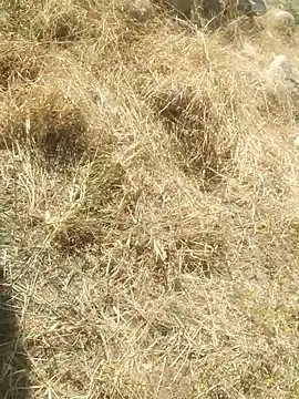 Snapshot of DanielGr27 chatting on December 20, 7:10 pm DanielGr27 online show from December 20, 7:10 pm