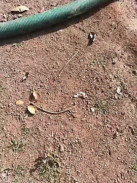 janbi sexe online show from January 15, 5:01 am