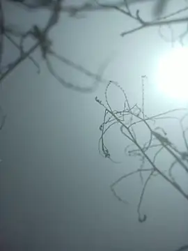 momo loves online show from January 9, 7:44 am