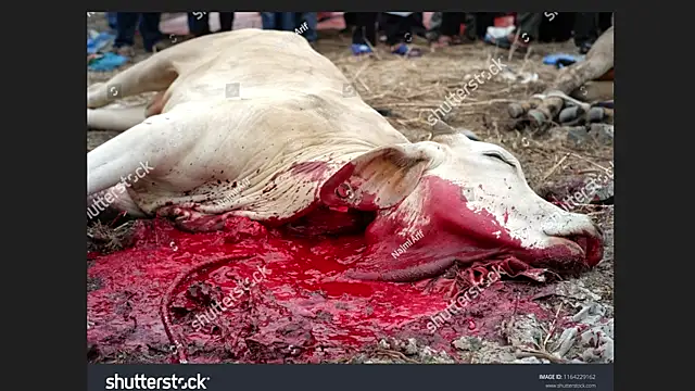 Clima muse online show from April 12, 1:43 am