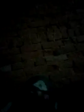 Roshni5050 online show from January 18, 2:21 pm