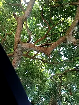 Mkhothiwesibumbu online show from February 2, 6:12 am